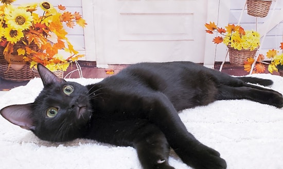 6 cute-as-can-be kittens to adopt now in Mesa