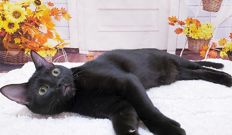 6 cute-as-can-be kittens to adopt now in Mesa