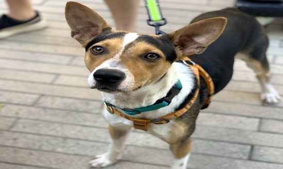 Want to adopt a pet? Here are 4 cuddly canines to adopt now in Austin