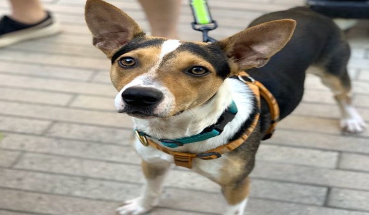 Want to adopt a pet? Here are 4 cuddly canines to adopt now in Austin