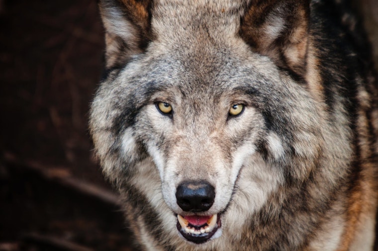 Top Denver news: Senator pitches wolf reintroduction; teen's death may be linked to vaping; more