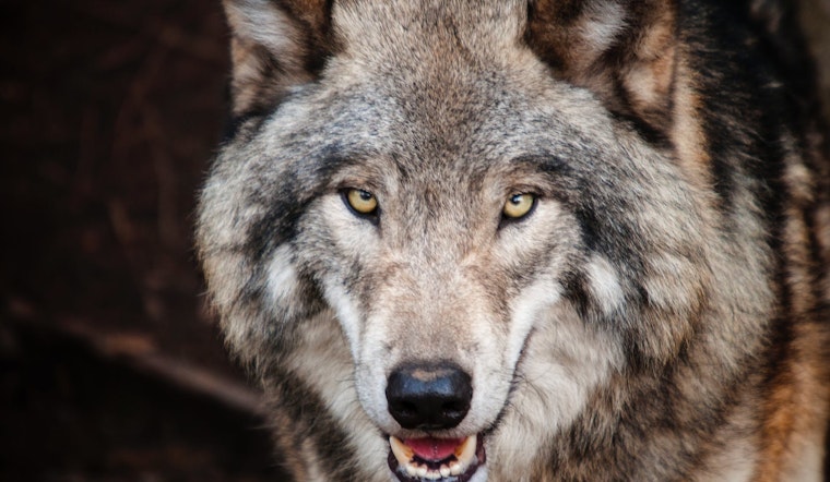 Top Denver news: Senator pitches wolf reintroduction; teen's death may be linked to vaping; more
