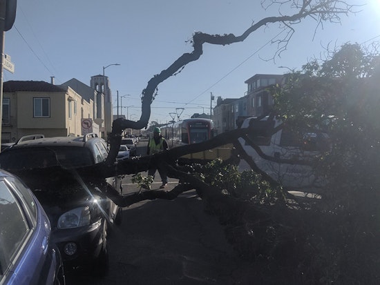 Downed trees, damaged power lines, delayed public transport all due to high winds on Sunday