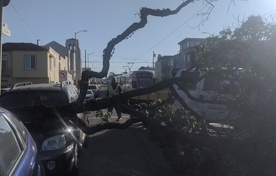 Downed trees, damaged power lines, delayed public transport all due to high winds on Sunday