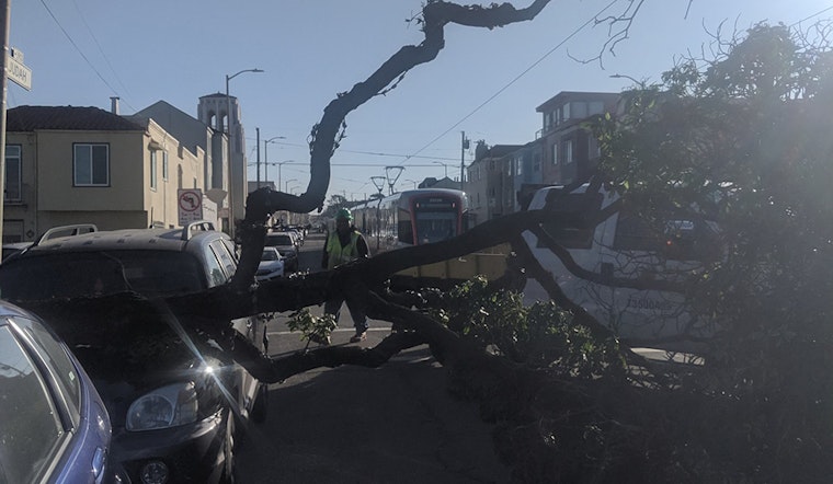 Downed trees, damaged power lines, delayed public transport all due to high winds on Sunday