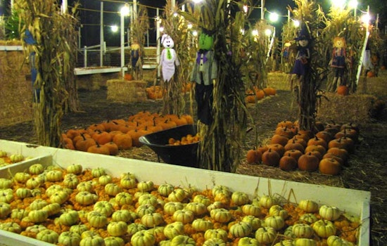 Signs Of Fall: Pumpkin Patch Open For The Season
