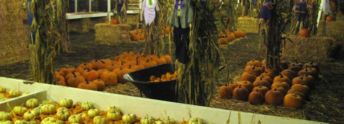 Signs Of Fall: Pumpkin Patch Open For The Season