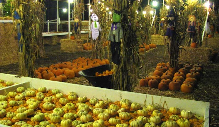 Signs Of Fall: Pumpkin Patch Open For The Season