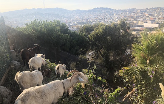 Weed-grazing goats take to Potrero Hill to remove invasive species