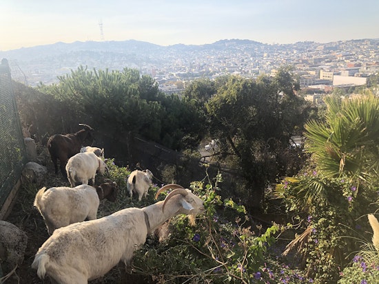 Weed-grazing goats take to Potrero Hill to remove invasive species