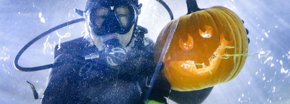 SF weekend: Halloween festivities, rescue animal fair, free science event at Oracle Park, more