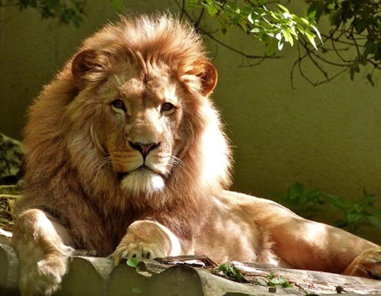 Top Jacksonville news: Zoo offers kids free admission in November; woman pinned by vehicle; more