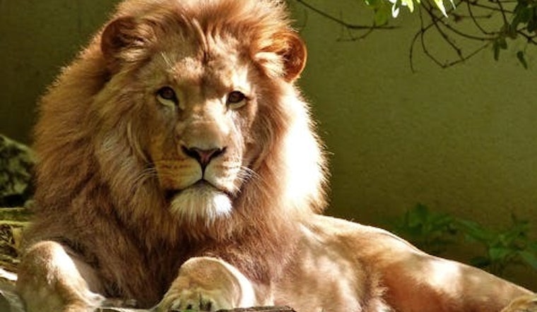 Top Jacksonville news: Zoo offers kids free admission in November; woman pinned by vehicle; more