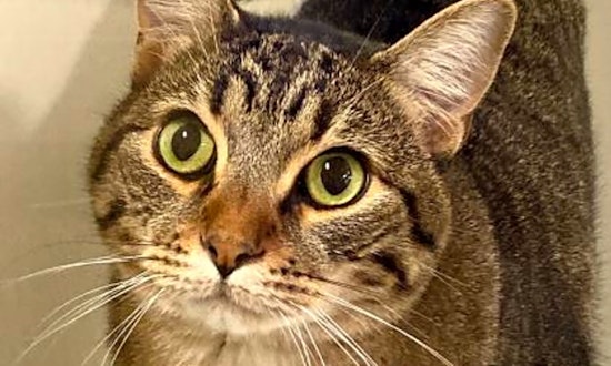 Want to adopt a pet? Here are 7 cool kitties to adopt now in Sacramento