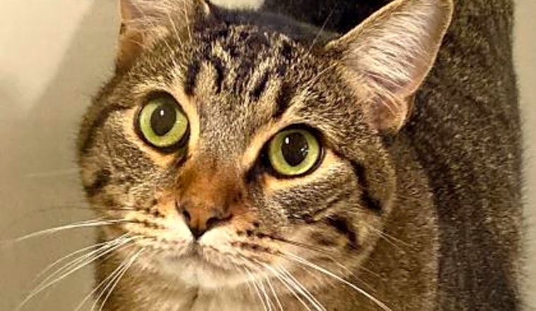 Want to adopt a pet? Here are 7 cool kitties to adopt now in Sacramento