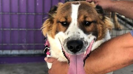 7 cuddly canines to adopt now in Fresno