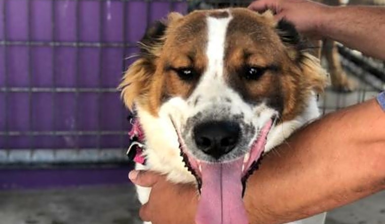 7 cuddly canines to adopt now in Fresno