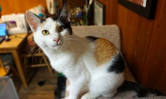 3 cuddly kittens to adopt now in Portland