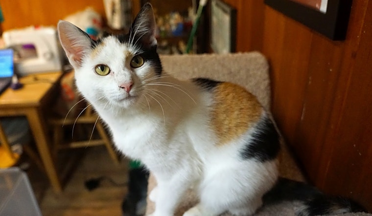 3 cuddly kittens to adopt now in Portland