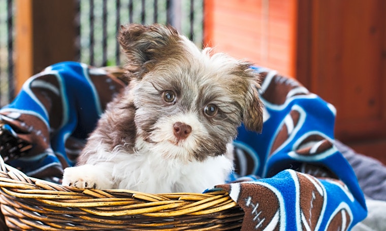 These Seattle-based puppies are up for adoption and in need of a good home