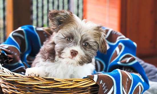 These Seattle-based puppies are up for adoption and in need of a good home