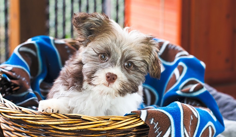 These Seattle-based puppies are up for adoption and in need of a good home