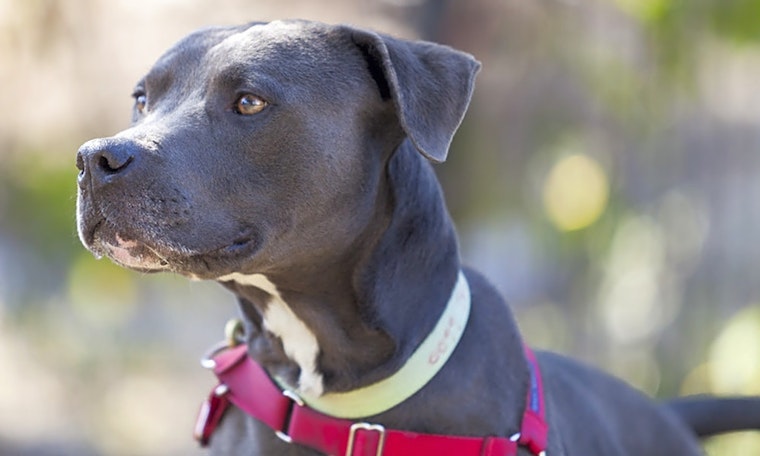 6 delightful doggies to adopt now in Berkeley