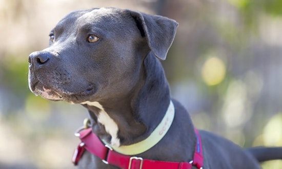 6 delightful doggies to adopt now in Berkeley