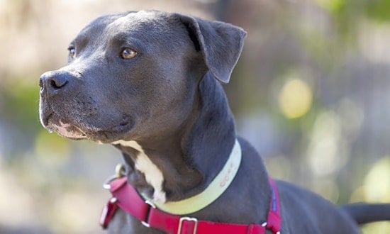 6 delightful doggies to adopt now in Berkeley