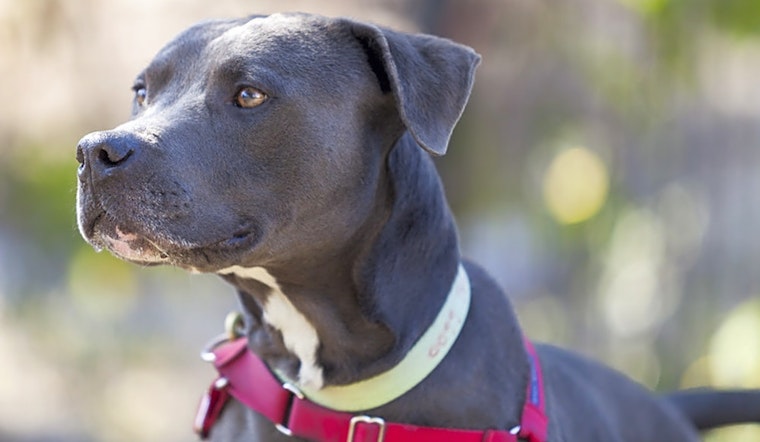 6 delightful doggies to adopt now in Berkeley