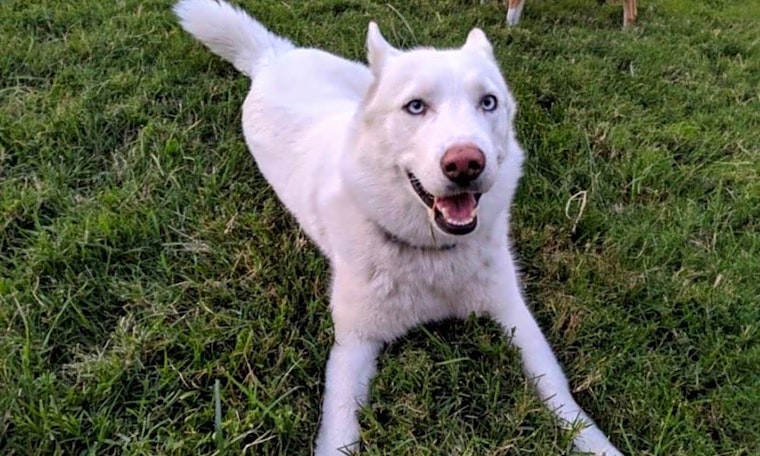 These Oakland-based canines are up for adoption and in need of a good home