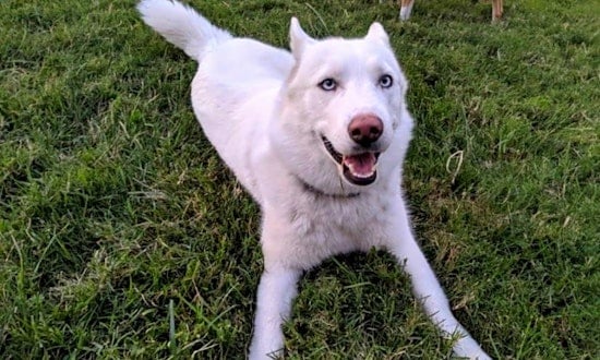 These Oakland-based canines are up for adoption and in need of a good home