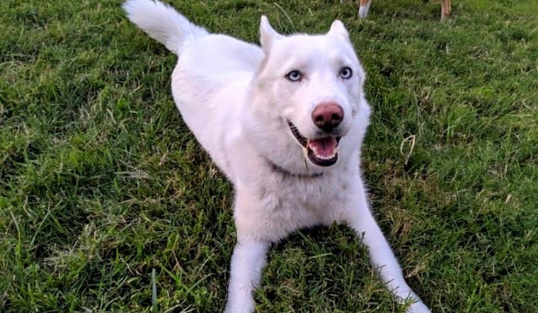 These Oakland-based canines are up for adoption and in need of a good home