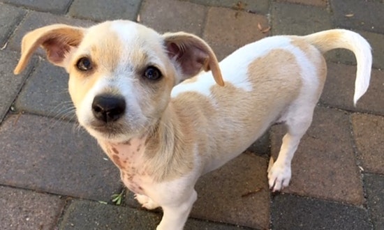 7 playful pups up for adoption in San Diego