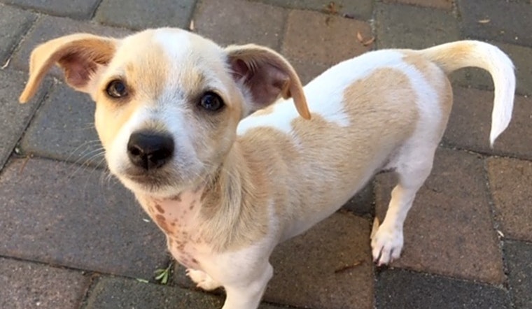 7 playful pups up for adoption in San Diego