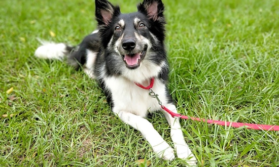 Looking to adopt a pet? Here are 5 cuddly canines to adopt now in San Francisco