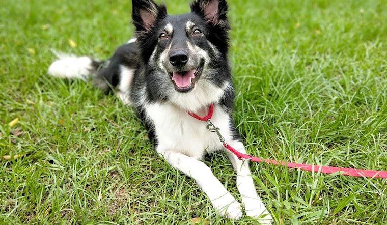 Looking to adopt a pet? Here are 5 cuddly canines to adopt now in San Francisco