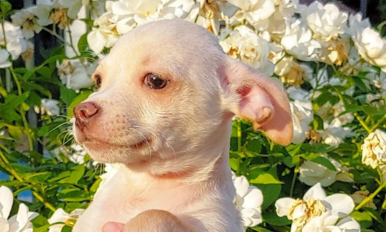 3 adorable puppies to adopt now in Santa Ana