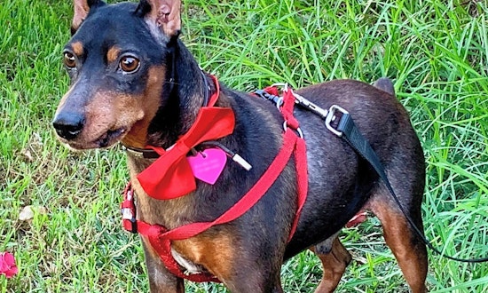 These Long Beach-based dogs are up for adoption and in need of a good home