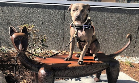 5 lovable pups to adopt now in Boston