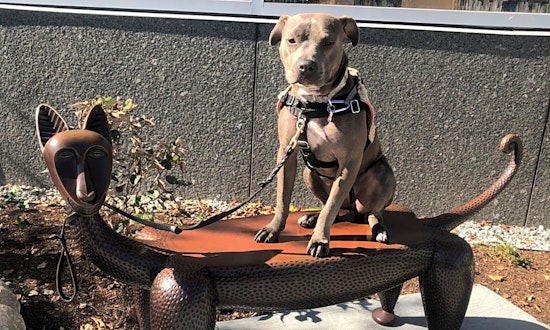 5 lovable pups to adopt now in Boston