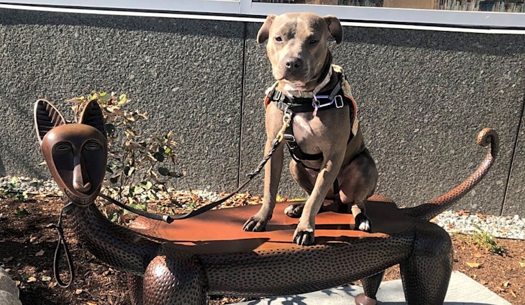 5 lovable pups to adopt now in Boston