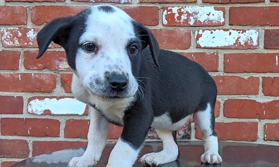 These Cincinnati-based puppies are up for adoption and in need of a good home