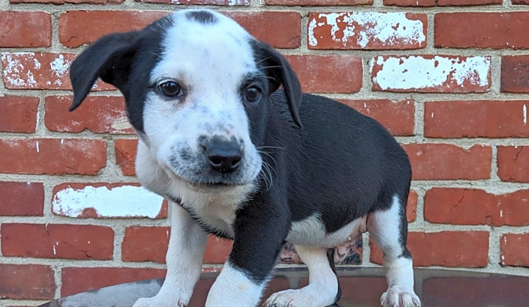 These Cincinnati-based puppies are up for adoption and in need of a good home