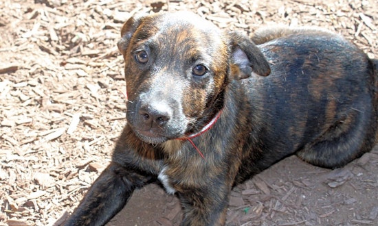 Want to adopt a pet? Here are 7 perfect pups to adopt now in Baltimore
