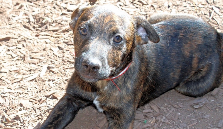Want to adopt a pet? Here are 7 perfect pups to adopt now in Baltimore