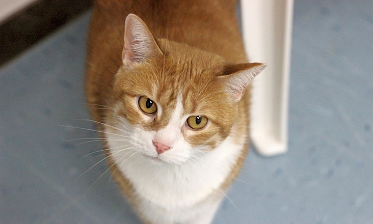These Raleigh-based kitties are up for adoption and in need of a good home