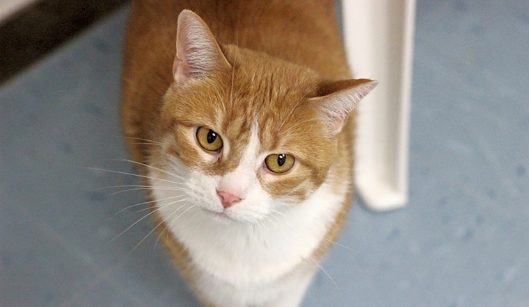 These Raleigh-based kitties are up for adoption and in need of a good home