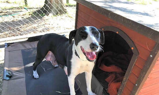 These Orlando-based doggies are up for adoption and in need of a good home