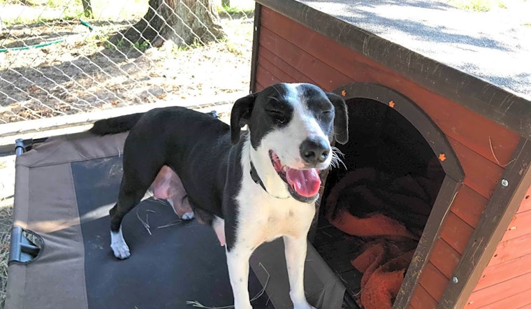 These Orlando-based doggies are up for adoption and in need of a good home